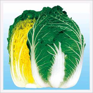 Chinese Cabbage, Champion Norang